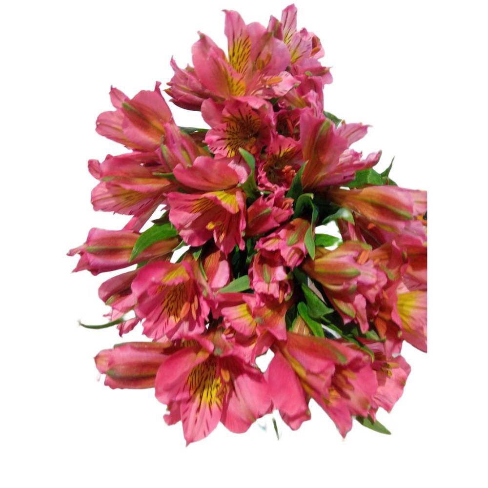 Alstromeria (8 stem)