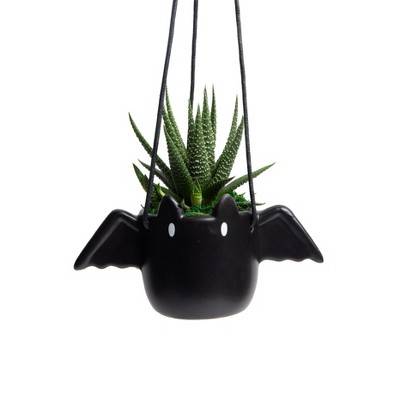 Live Succulent Plant in Hanging Drac Planter