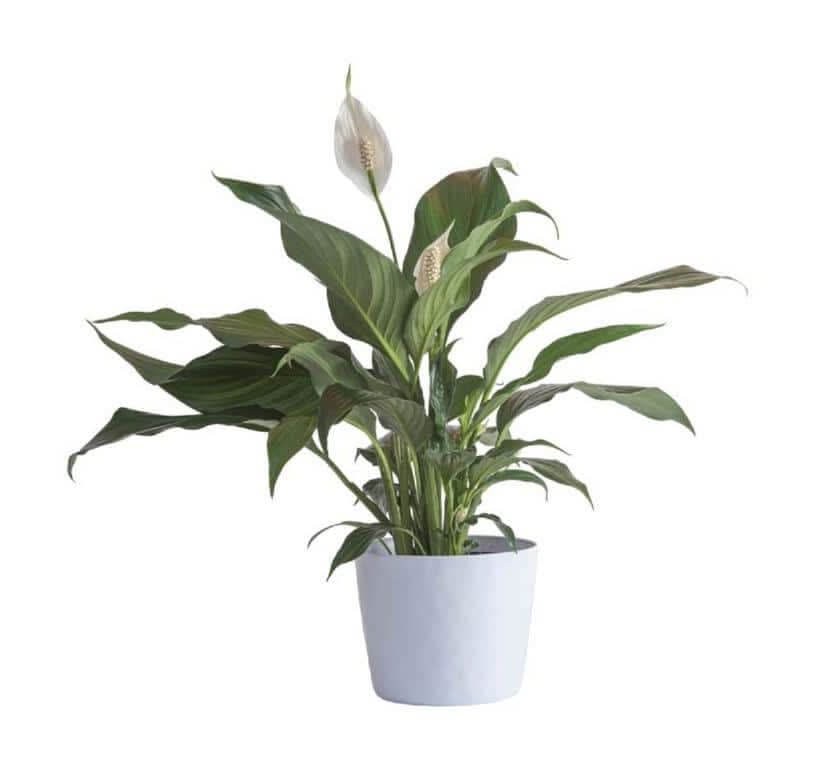 Vigoro Pre Potted Aglaonema Chinese Evergreen Plant | Postmates