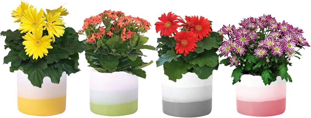 Assorted Blooms In 4.5 Inch Ceramic Pot