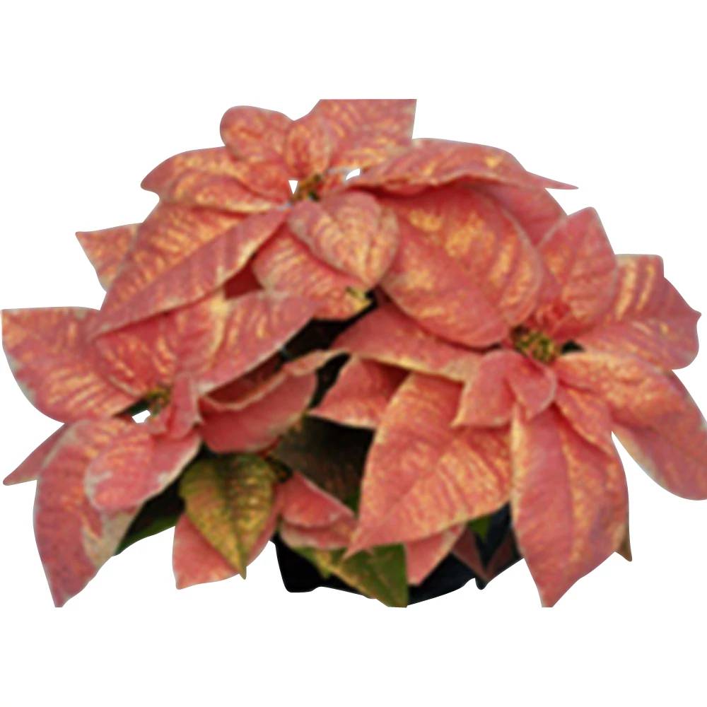 Floral Bling-Settia Plant, 6.5 In