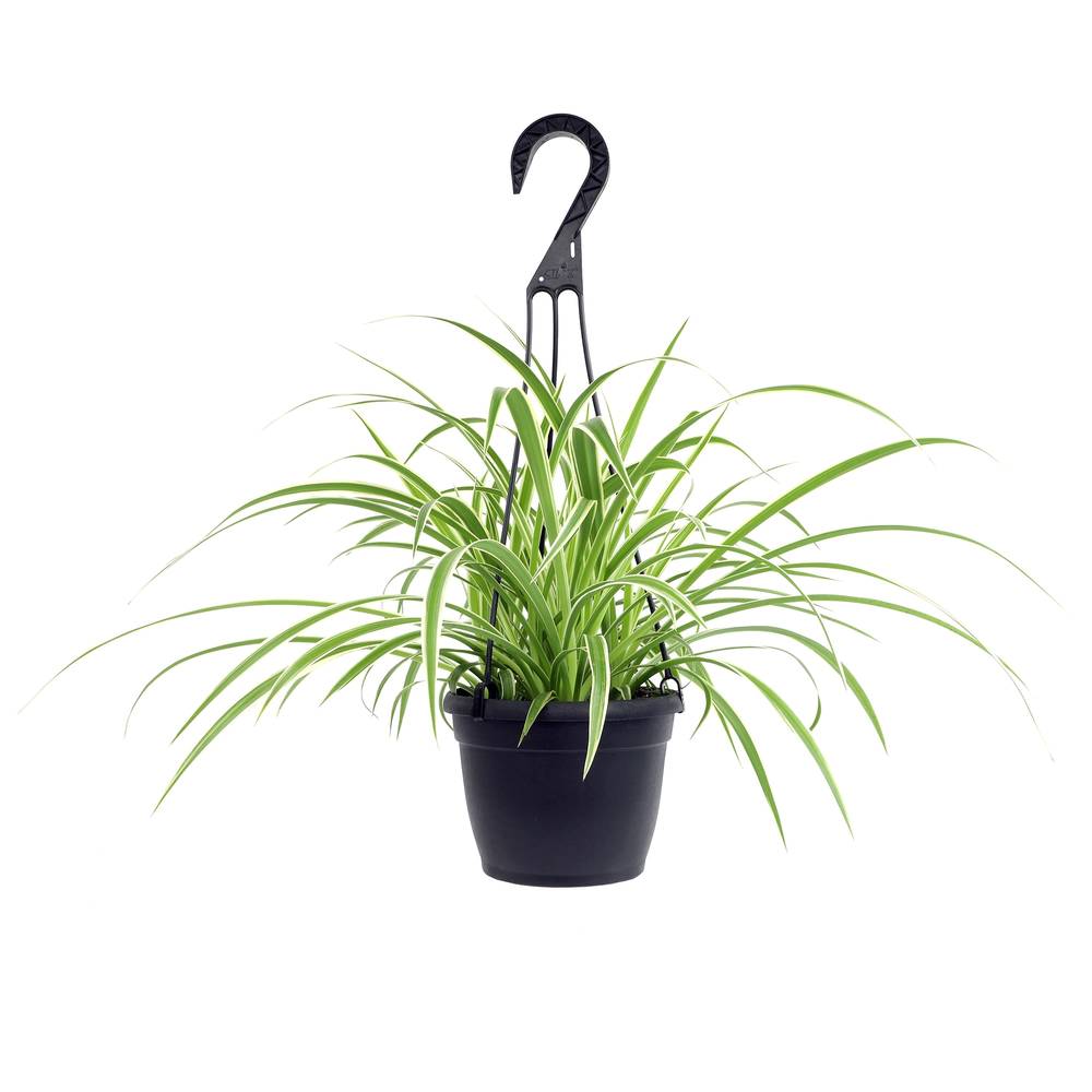 Lowe's Spider Plant House Plant in 1.4-Quart | NURSERY