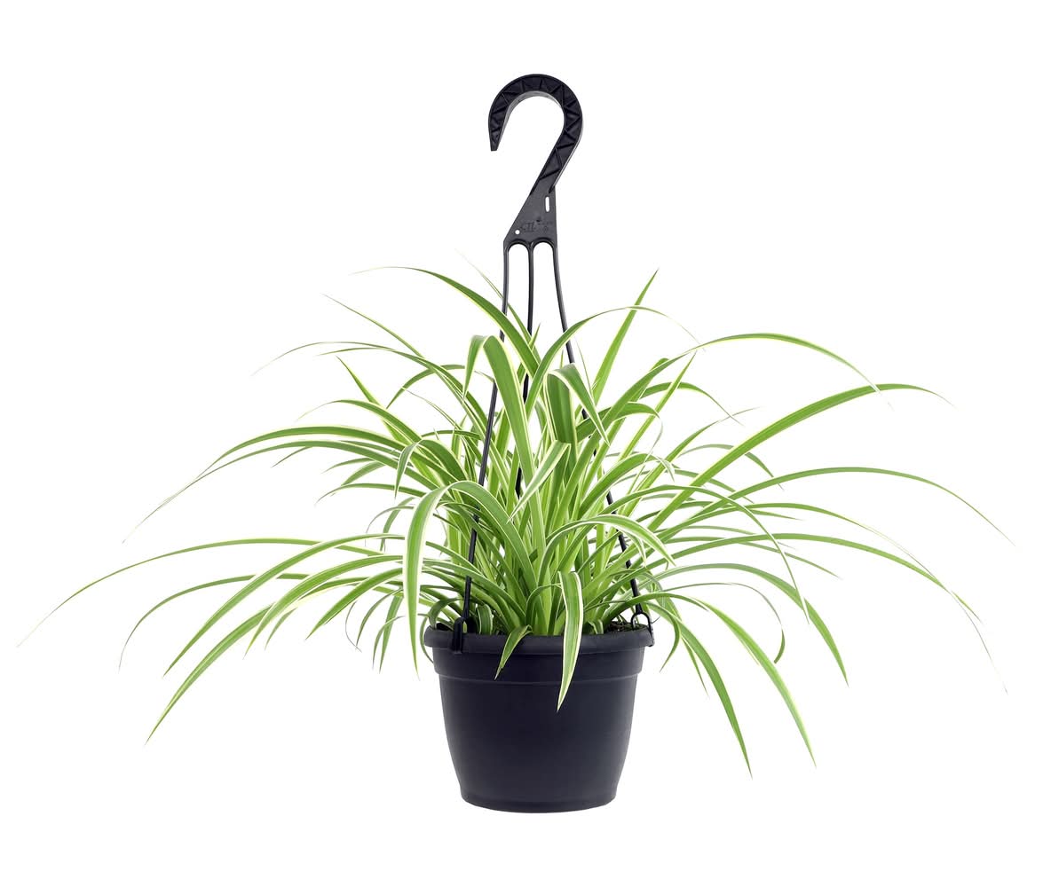 Lowe's Spider House Plant Delivery Near Me | Order Online | Uber Eats