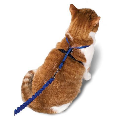 Petsafe Gentle Leader Come With Me Kitty Harness & Bungee Leash