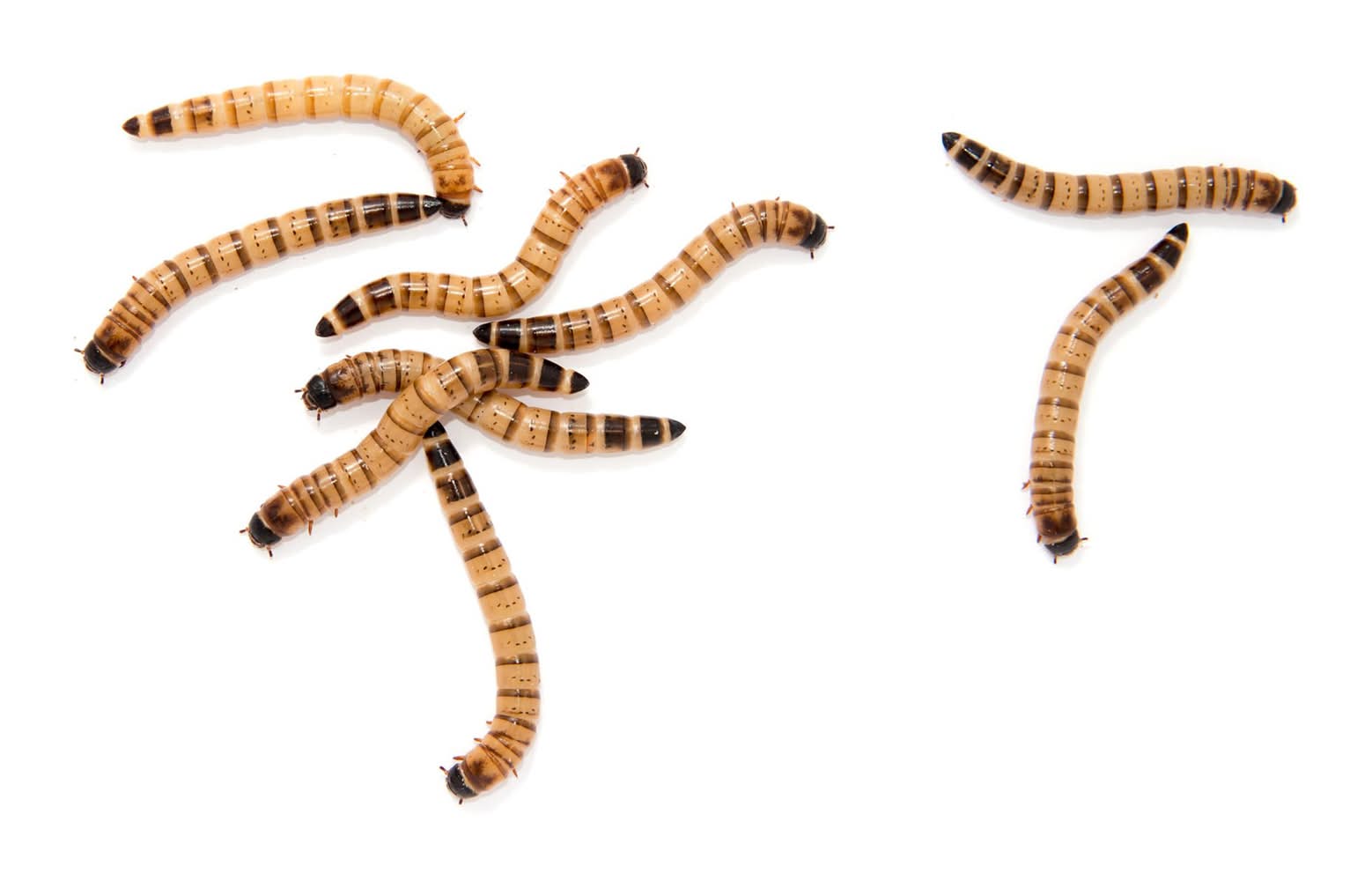 Superworms 50 Ct (Size: 50 Ct)