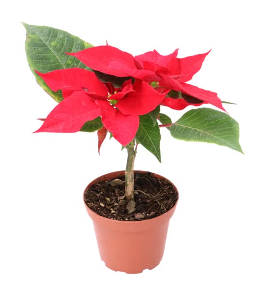 Nochebuena 3 Roja 1 Pz