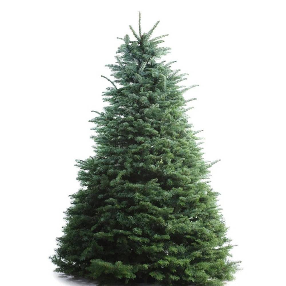 Noble Fir Christmas Tree 6-7 Feet