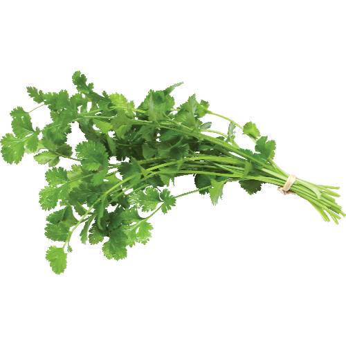 Organic Cilantro