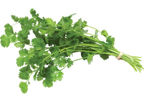 Organic Cilantro