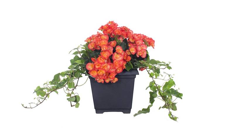 8" Begonia + Ivy Planter - Orange