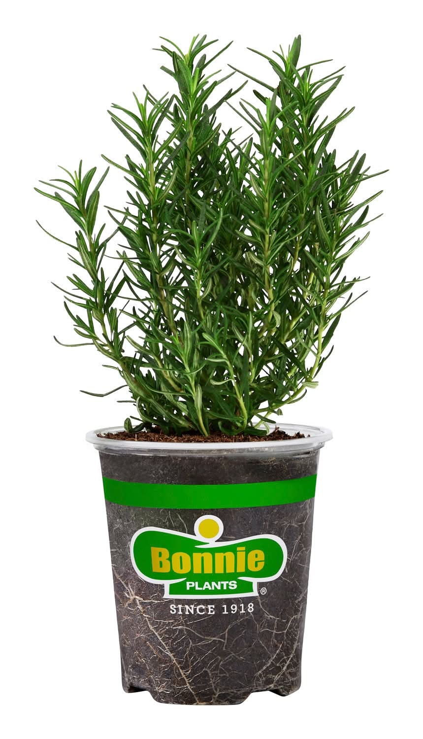 Bonnie Plants 19.3 oz Rosemary Plant 1.0 -Pack