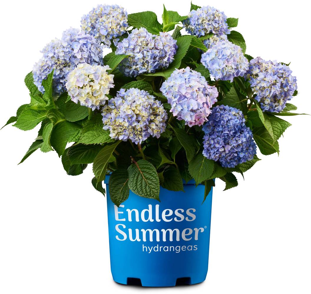 Lowe's The Original Reblooming Hydrangea Flowering Shrub in 3 -Gallon Pot 1.0 -Pack with Blue Blooms | NURSERY
