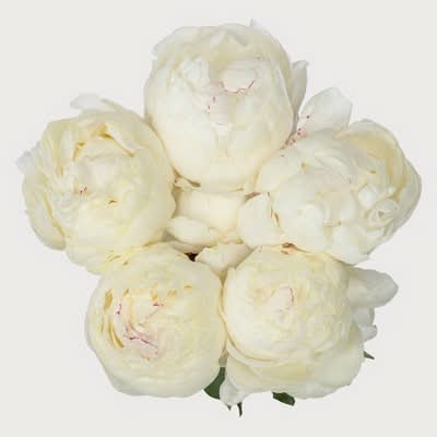 5 Stem Winter Peony Bouquet - Good Little Garden™