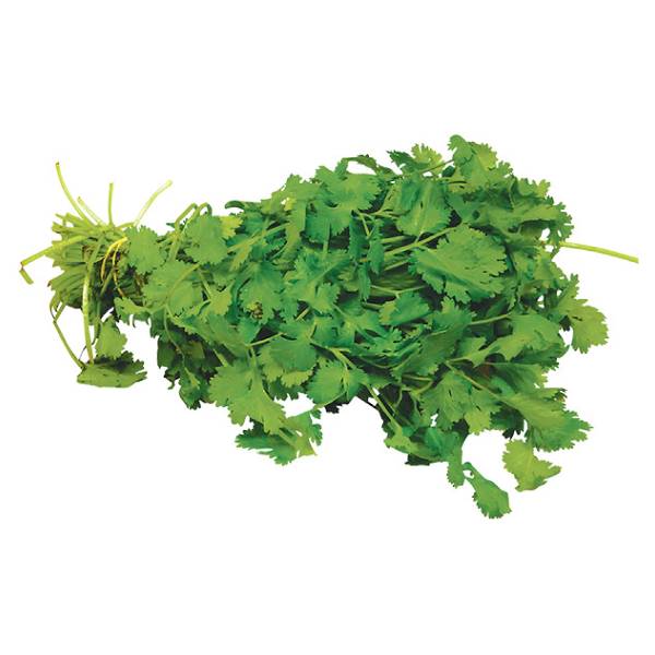 Cilantro