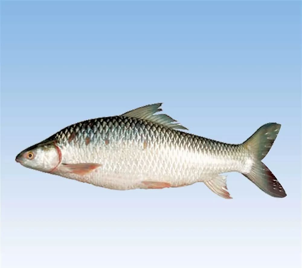 Mrigel Fish 4Kg and up