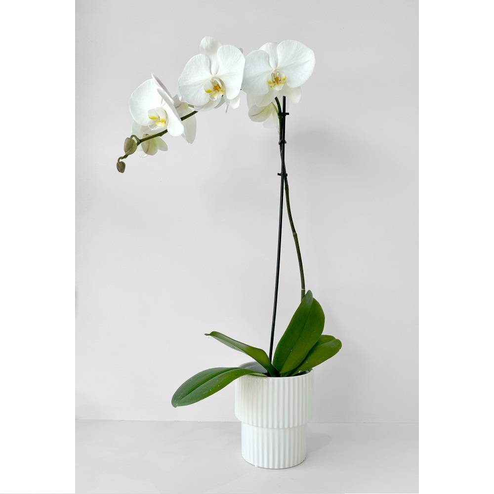 Potted Phalaenopsis