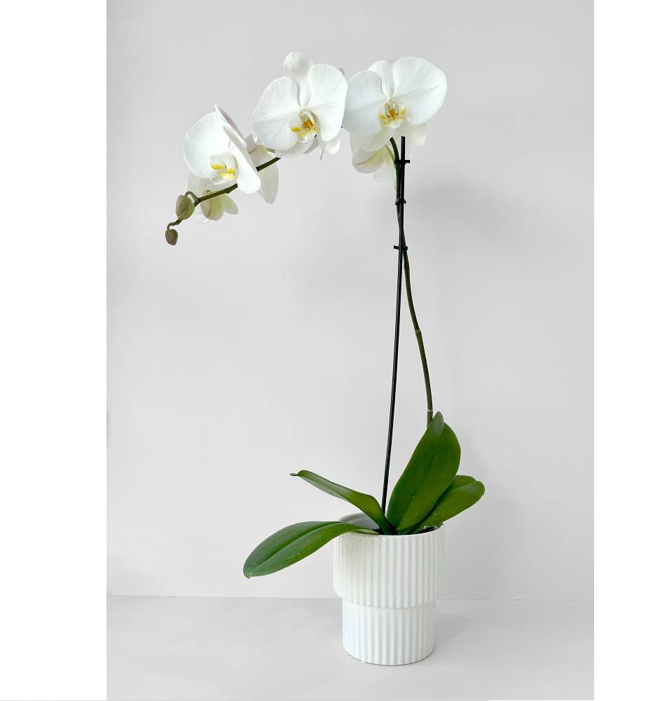 Potted Phalaenopsis