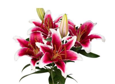 S.Sel Oriental Lilies 2 Stem