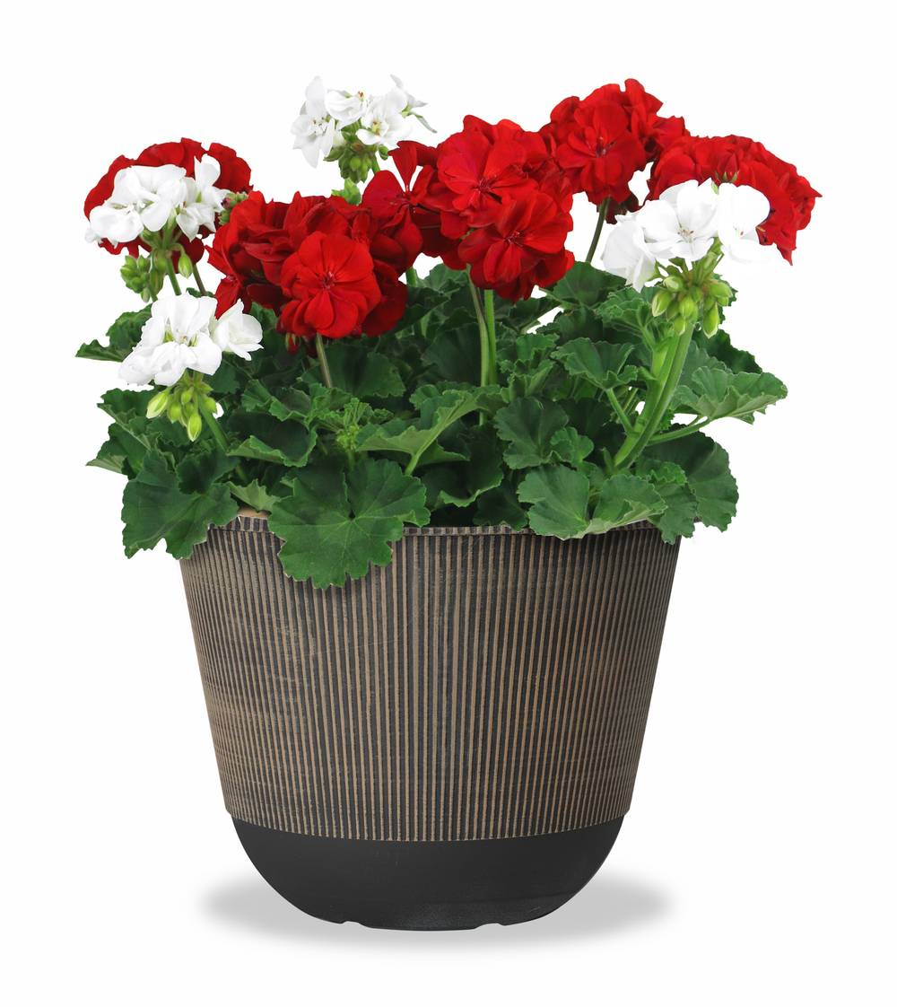 Lowe's Blue Azure Rush Cranesbill in 2.5-Gallon Planter | NURSERY