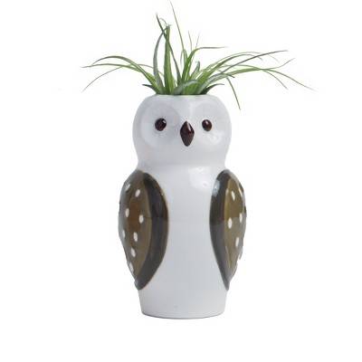 Unbranded Live Tillandsia Plant In Green the Hoo Planter