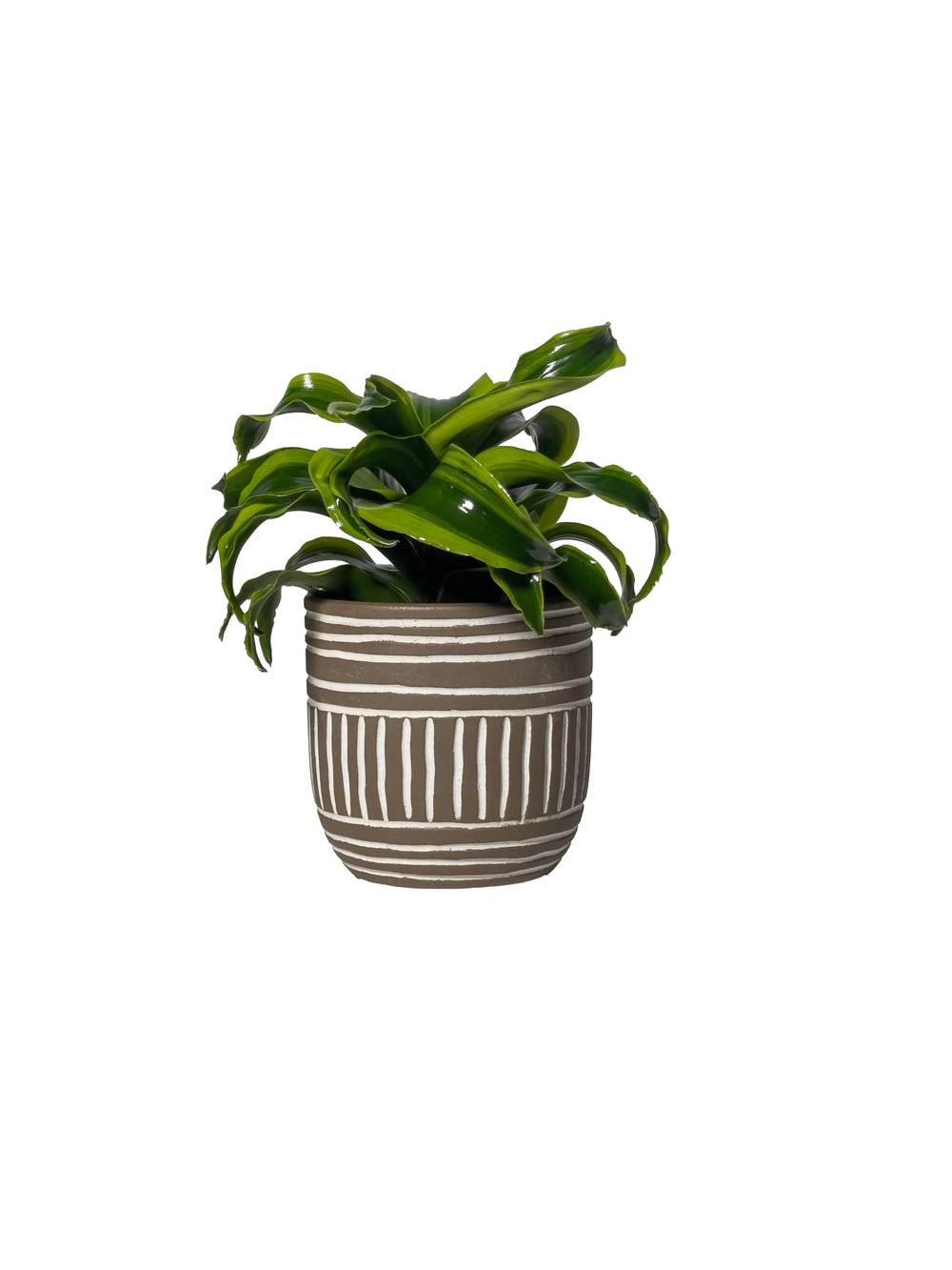 LiveTrends Hanoi House Plant in 12-oz Pot | ASB07069