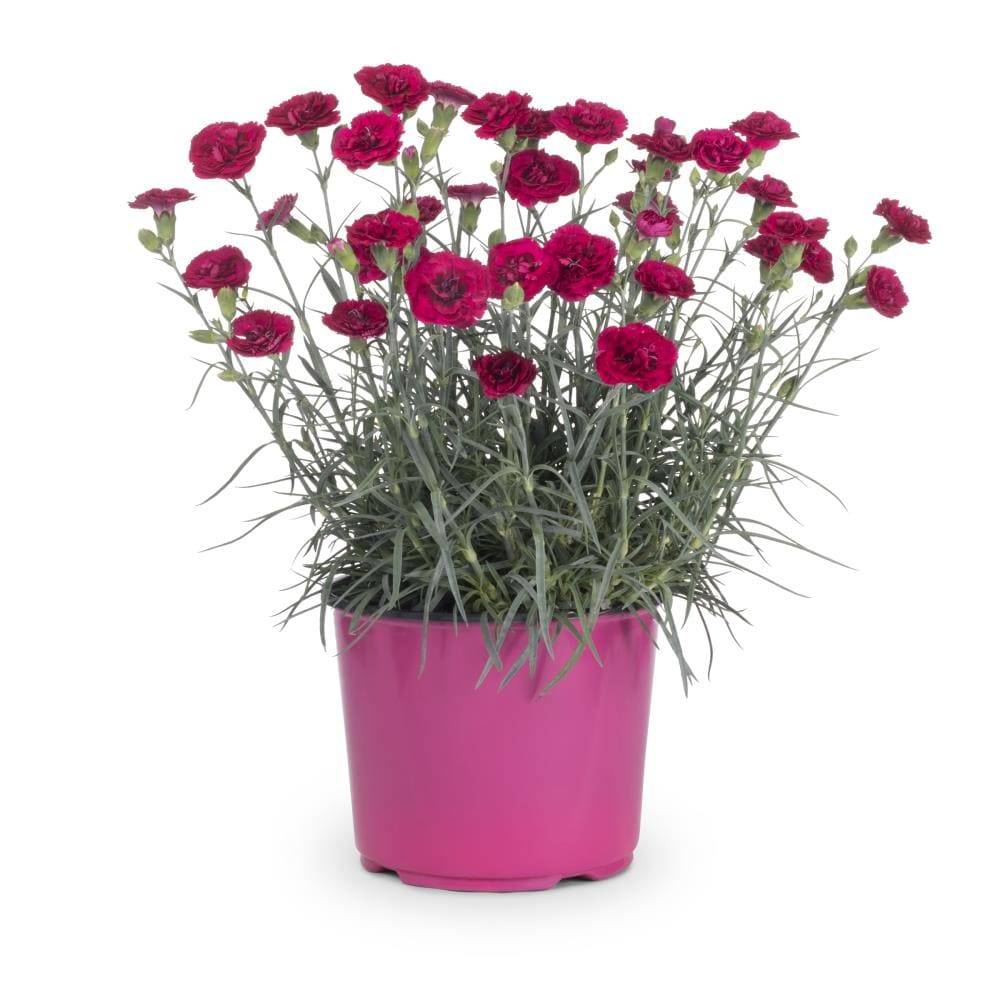 Lowe's Multicolor Dianthus Plant Pot | 418241