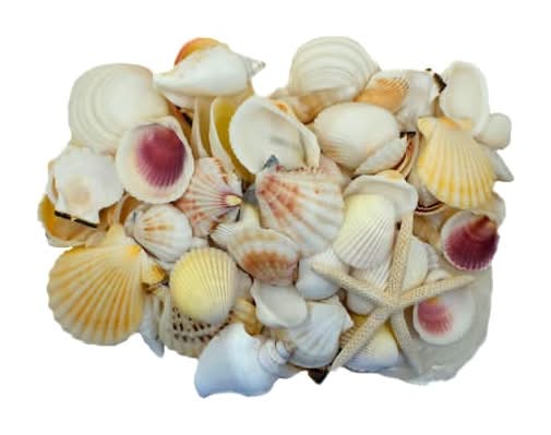 U.S. Shell Inc. Light Shell Mix With Starfish Gift pack