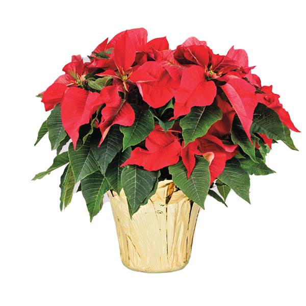 4" Poinsettia