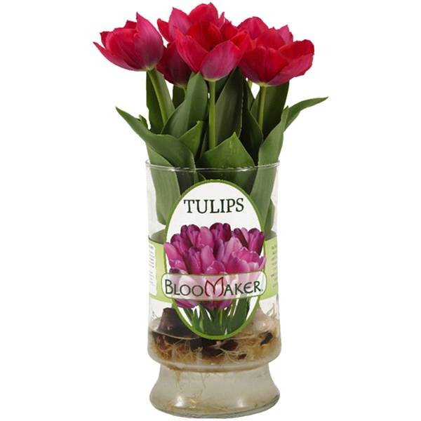 Bloomaker Tulip Bulbs in Roma Glass Vase