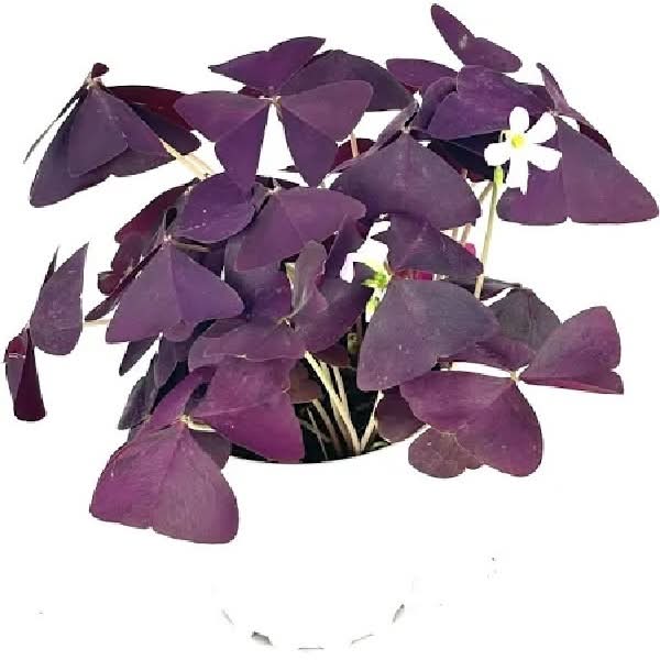 Oxalis 6in (2.42 lbs)