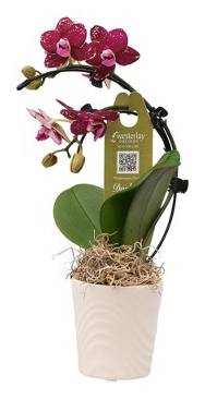 Live 2" Wave Orchid Potted Plant (Colors May Vary) - Good Little Garden™