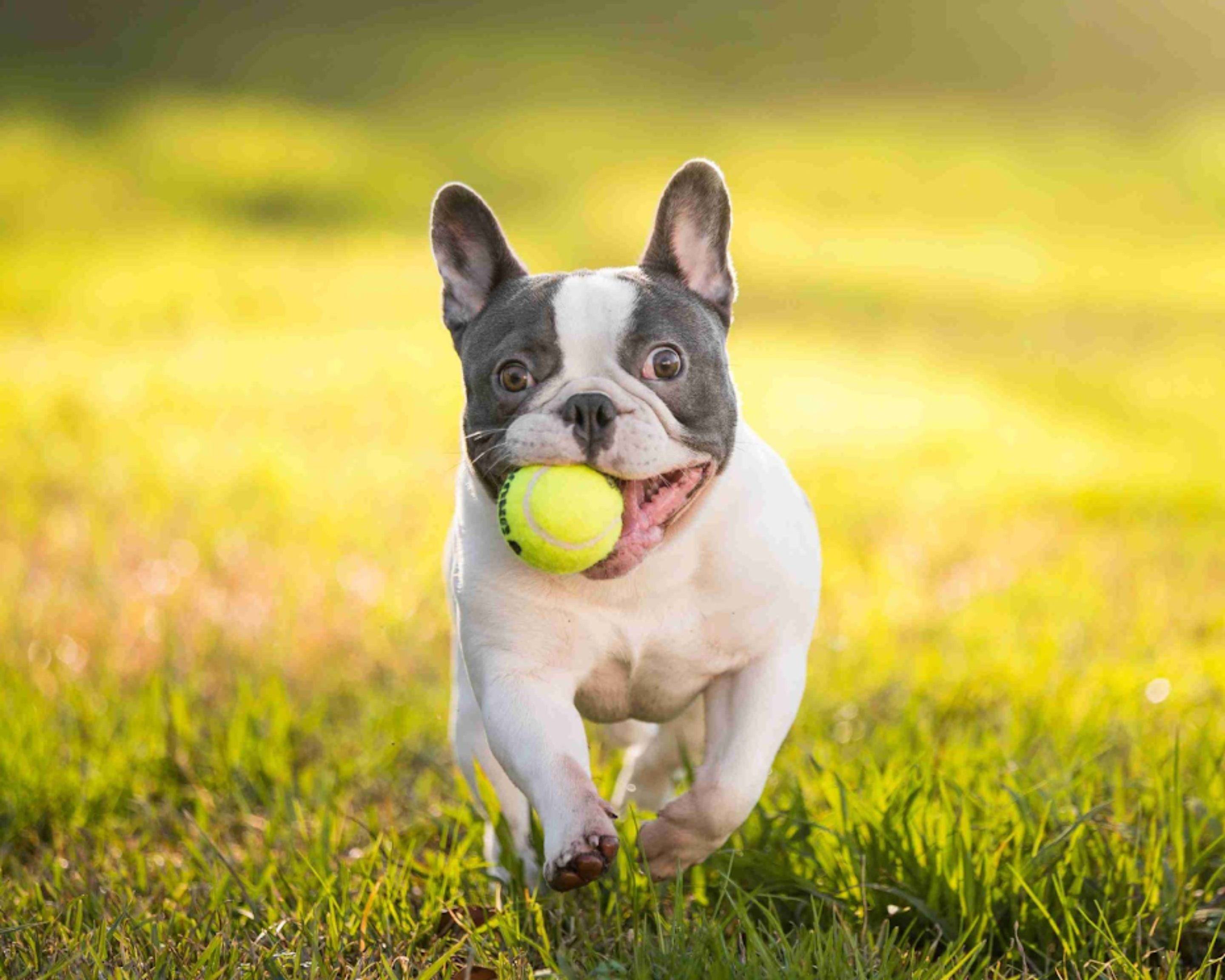 23 Razas de perros grandes y peludas para acurrucarse