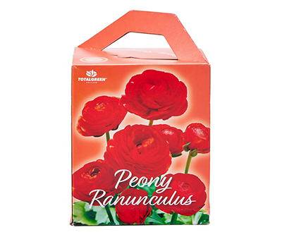 Red Peony Ranunculus Grow Kit