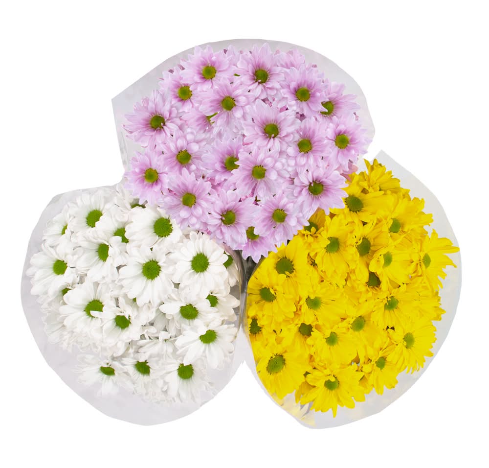 Assorted Daisy Bunch