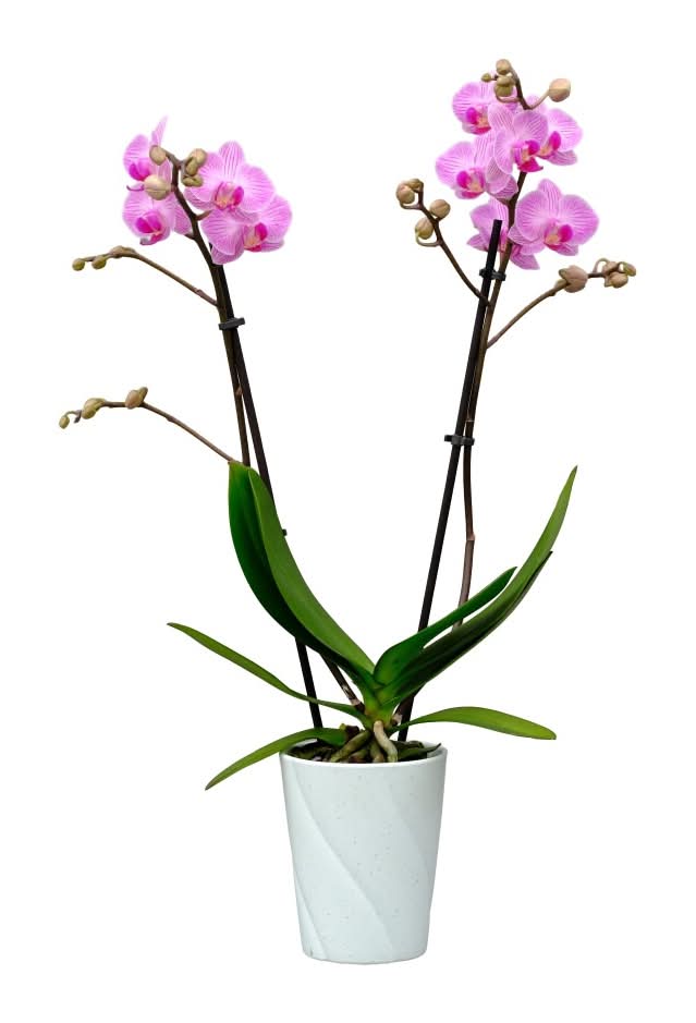 Bloom Haus Potted Orchid, 3 in