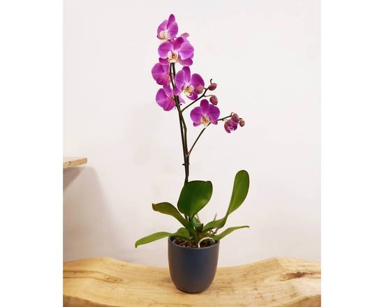 Orchidée rose - 1 tige