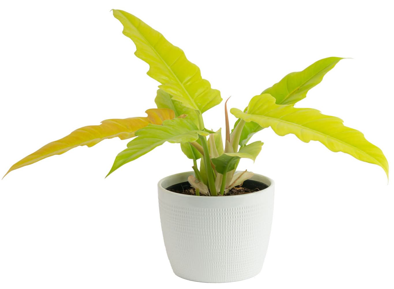 Costa Farms Trending Tropicals Philodendron House Plant in 1.4 Quart Pot  Delivery Near Me | Order Online | Uber Eats