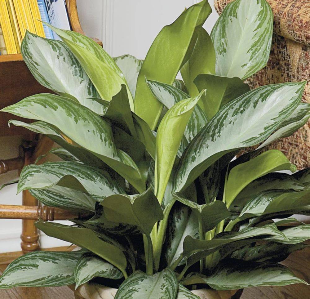 Lowe's Aglaonema House plant in 2.25 Gallon(s) Pot 1 -Pack | 471474