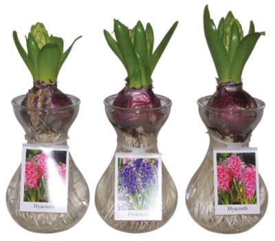 Hyacinths Sprouted in Glass Vase (ea)