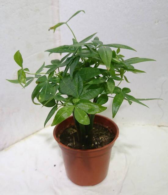 馬拉巴栗稱發財樹 3吋/塑膠盆 (44號攤-陳允花研所/A004-15)