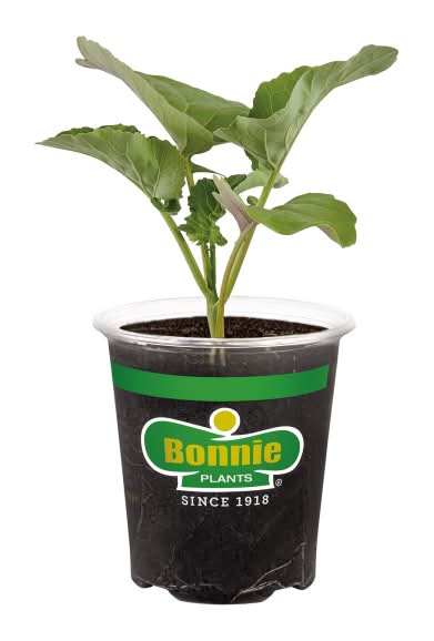 Bonnie Plants Green Magic Broccoli 19.3 oz. 4.5-inch