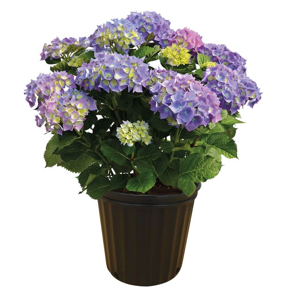 Spring Hydrangea
