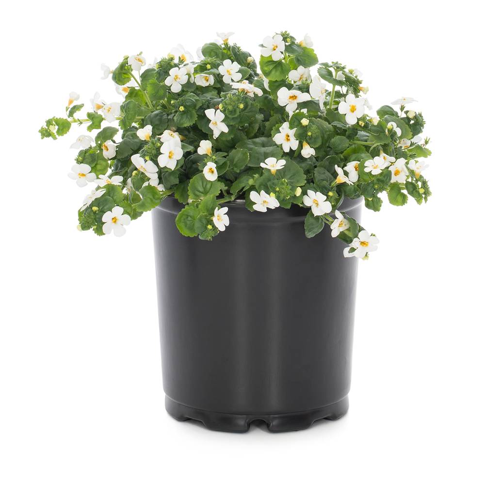 Lowe's Multicolor Bacopa in 2.5-Quart Pot | NURSERY