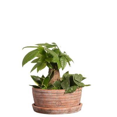 Live Terrace Garden Houseplant - Good Little Garden™