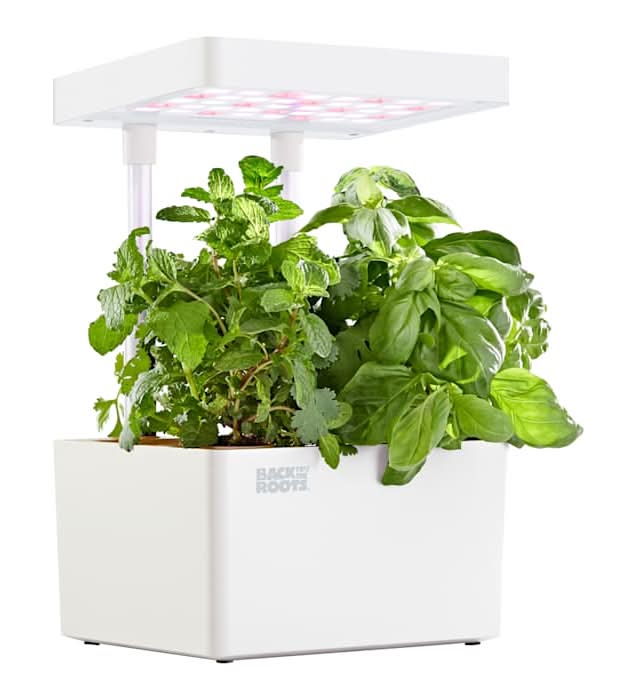 Back to the Roots Hydroponic Grow Kit Indoor Garden with LED Light and Organic Seeds Matte White, Small/Medium