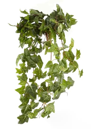 Ashland German Ivy Bush