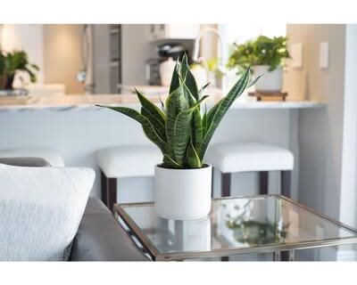 faux potted succulents Potted Succulents 8.5", Set of 6
