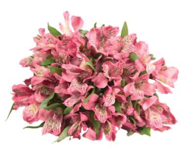 Signature Select Alstroemeria 9 Stem - Each (Colors May Vary)
