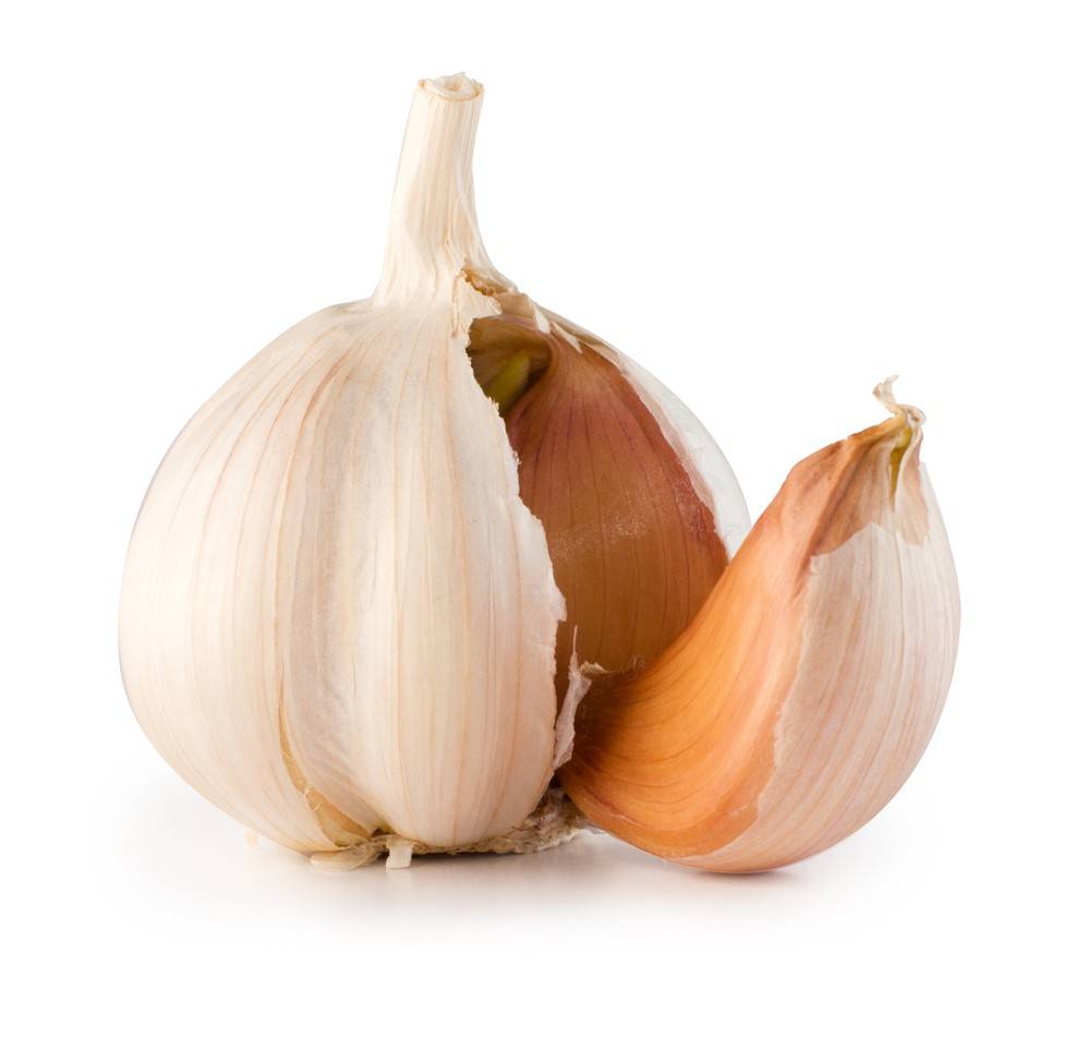 Garlic 