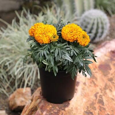 big garden planters Campania International Bradford Planter Chalk Lite / Large